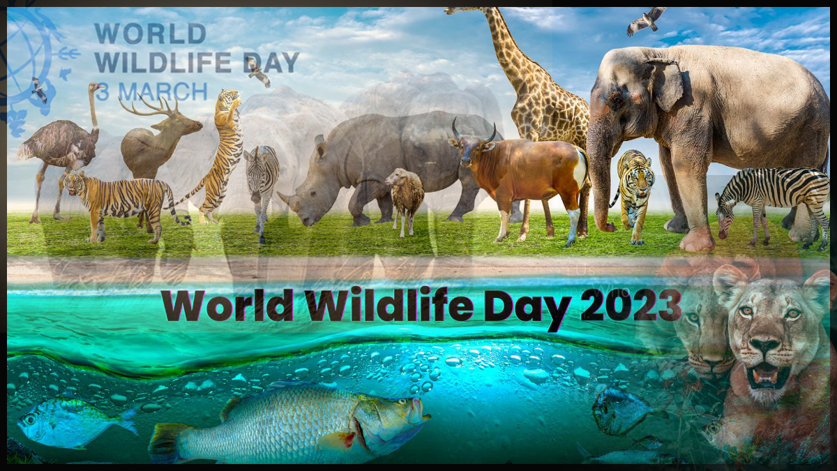 All about World Wildlife Day