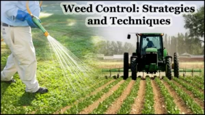 Weed Control: Strategies and Techniques