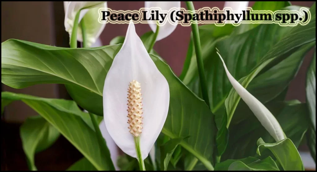 Low Maintenance Indoor Plants-Peace Lily (Spathiphyllum spp.)