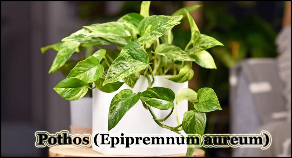 Pothos (Epipremnum aureum)