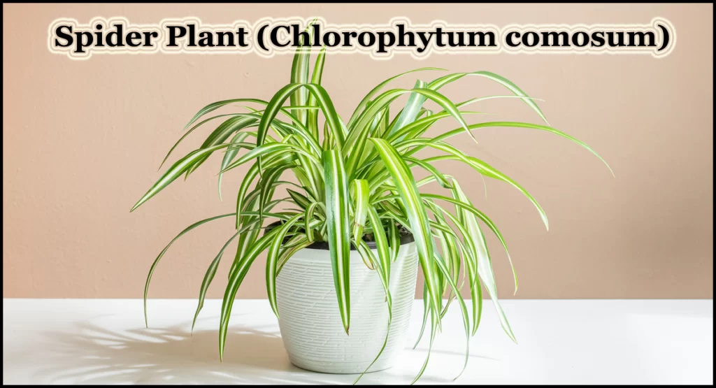 Low Maintenance Indoor Plants:Spider Plant (Chlorophytum comosum)