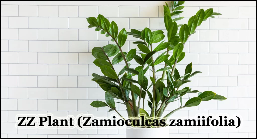 ZZ Plant (Zamioculcas zamiifolia)